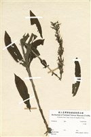 藏品(新羊耳蘭)的圖片